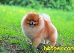 POMERANİAN BOO 1
