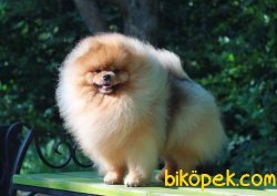 POMERANİAN BOO 2