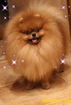 POMERANİAN BOO 2