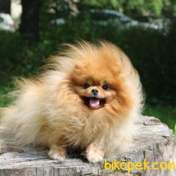 POMERANİAN BOO 1