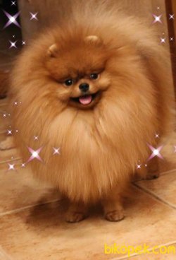 POMERANİAN BOO 3