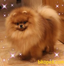 POMERANİAN BOO 2