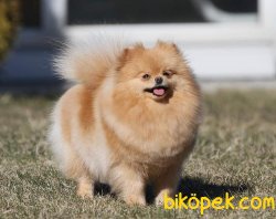 POMERANİAN BOO 1