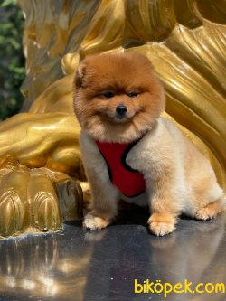 POMERANİAN BOO 3
