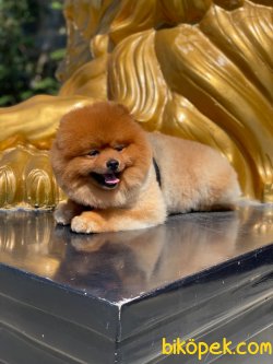 POMERANİAN BOO 2