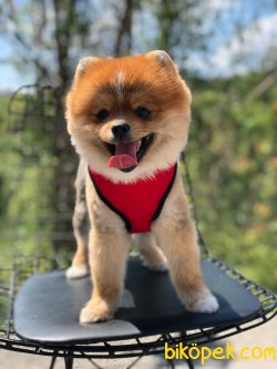 POMERANİAN BOO 1