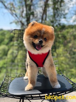 POMERANİAN BOO 2