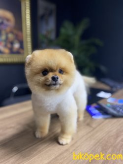 POMERANİAN BOO 1