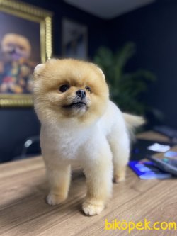 POMERANİAN BOO 2