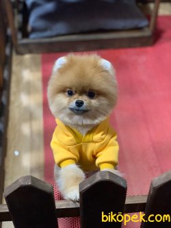 POMERANİAN BOO 3