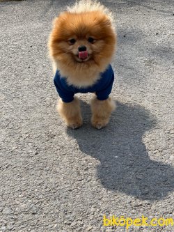 POMERANİAN BOO 1