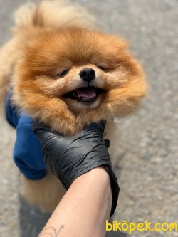 POMERANİAN BOO 2