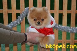 POMERANİAN BOO 2