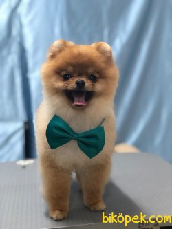 POMERANİAN BOO 1