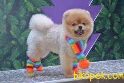 POMERANİAN BOO 3