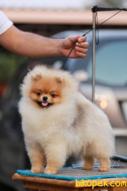 POMERANİAN BOO 3