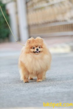 POMERANİAN BOO 2