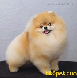 POMERANİAN BOO 1
