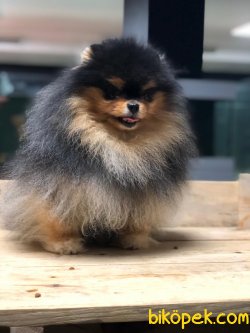 POMERANİAN BOO 1
