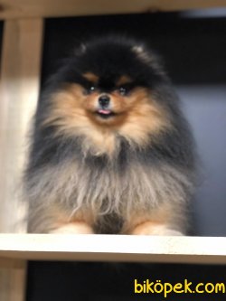 POMERANİAN BOO 2