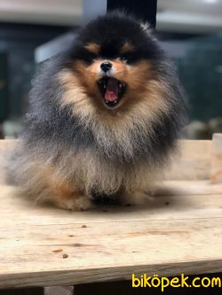 POMERANİAN BOO 3