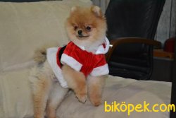 POMERANİAN BOO 3