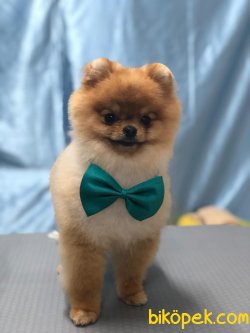 POMERANİAN BOO 1
