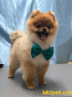 POMERANİAN BOO 3