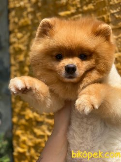 POMERANİAN BOO 1