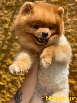 POMERANİAN BOO 3