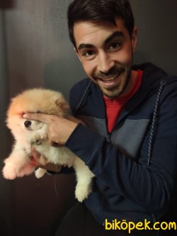 Pomeranian Boo 2