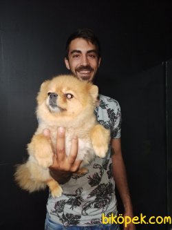 Pomeranian Boo 1