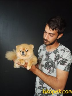 Pomeranian Boo 3