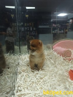 Pomeranian Boo 4