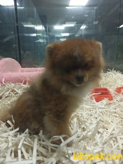 Pomeranian Boo 1