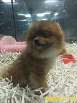 Pomeranian Boo 3