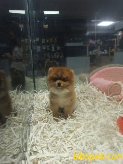 Pomeranian Boo 2