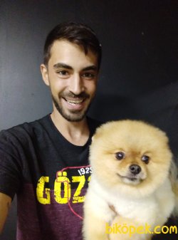 Pomeranian Boo 1