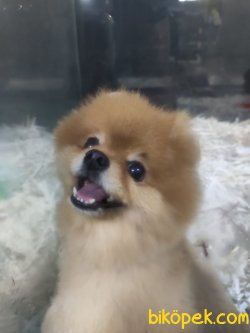 Pomeranian Boo 2