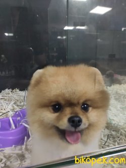 Pomeranian Boo 3