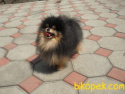 Pomeranian Boo 3