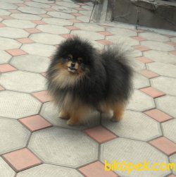 Pomeranian Boo 2
