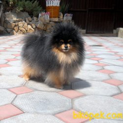 Pomeranian Boo 1