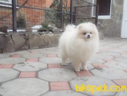 Pomeranian Boo 4