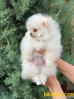 Pomeranian Boo 2