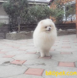 Pomeranian Boo 1