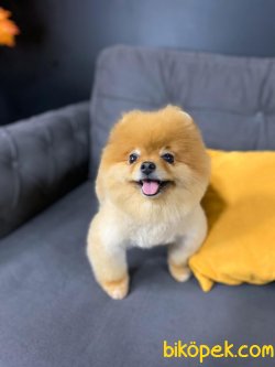 Pomeranian Boo 3