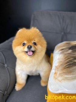 Pomeranian Boo 2