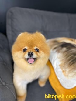 Pomeranian Boo 1