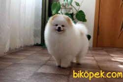 Pomeranian Boo 1